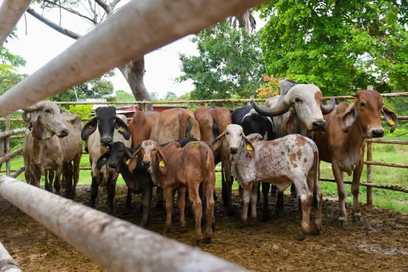 Reportan tres casos de gusano barrenador durante febrero en Coatzacoalcos