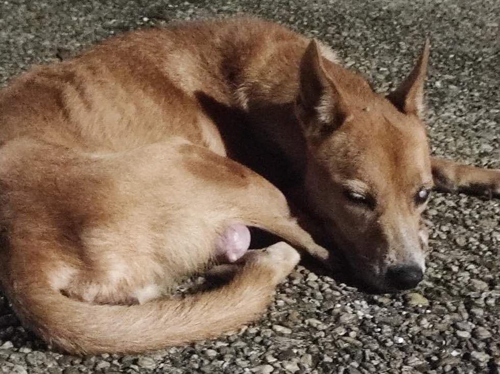 Podría haber primer juicio oral por muerte de perrita en el sur de Veracruz
