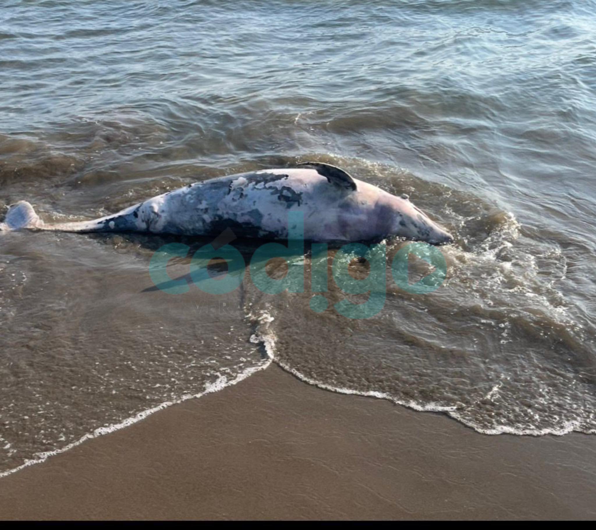 Aparece delfín muerto en la playa de Coatzacoalcos