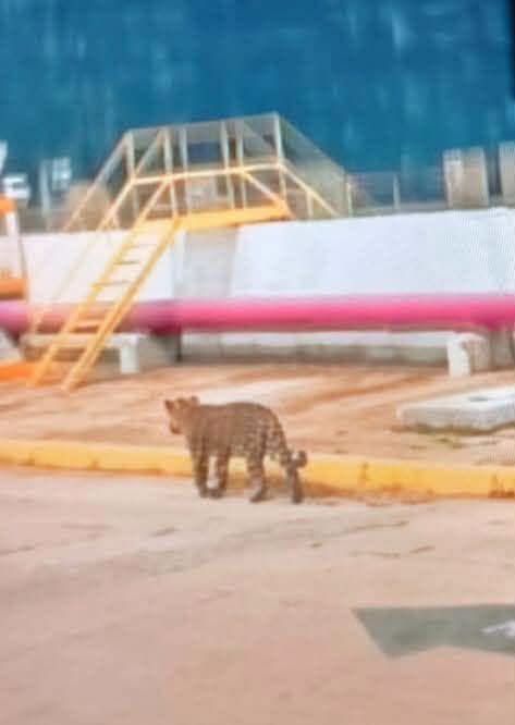 Fotografías viralizadas reavivan el debate sobre la presencia de fauna silvestre en la zona industrial.